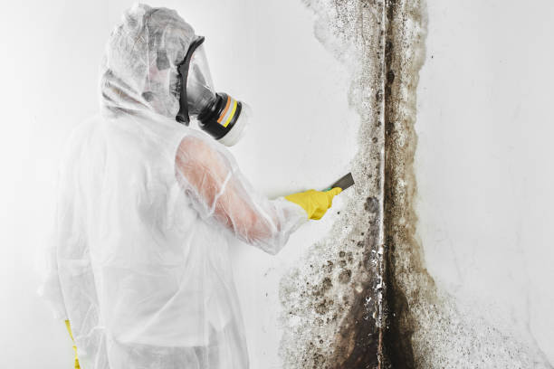 Professional Mold Remediation in St Bonaventure, NY