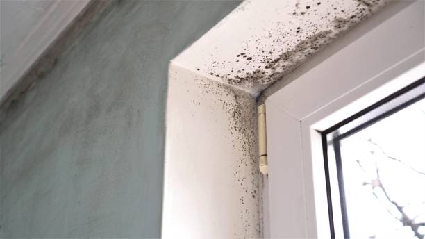 Best Attic Mold Remediation in St Bonaventure, NY