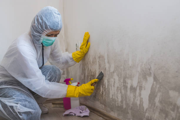 Best Emergency Mold Remediation in St Bonaventure, NY
