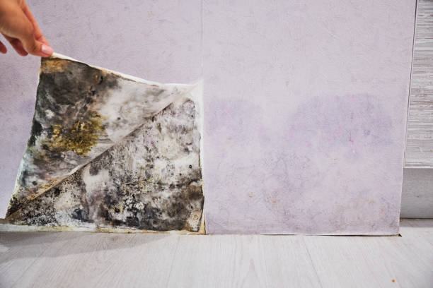 Reliable St Bonaventure, NY Mold Remediation Solutions